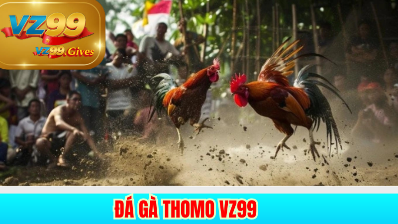 đá gà thomo vz99